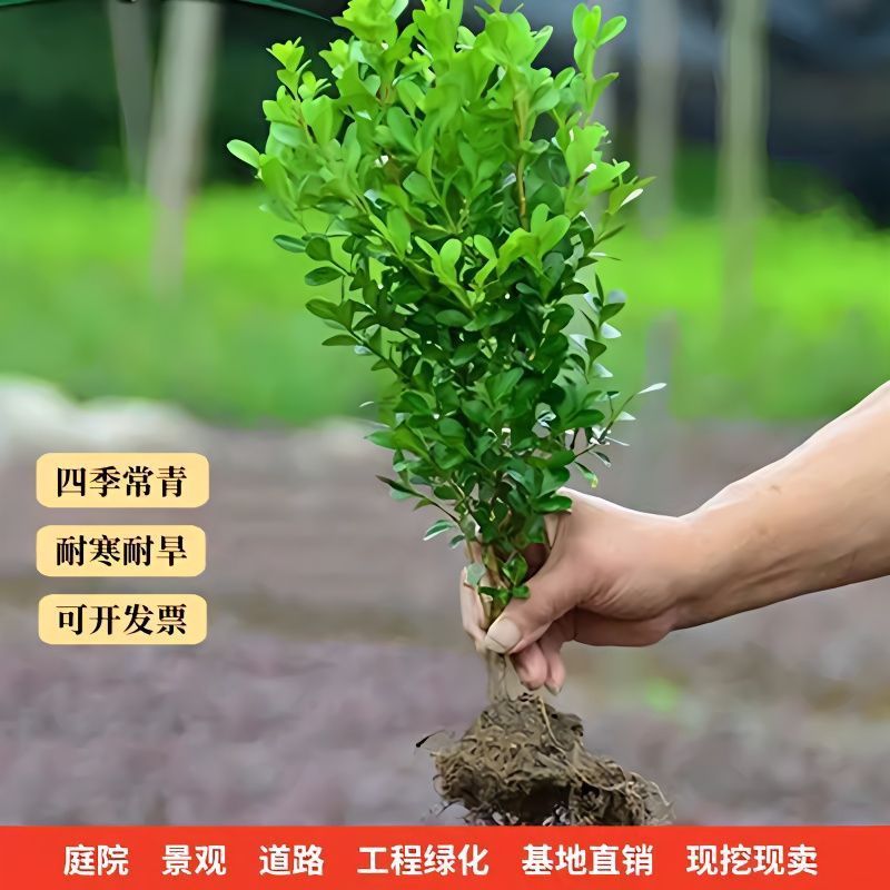 黄杨小苗小叶黄杨树黄杨树绿植床苗高度15-60公分雀舌黄杨