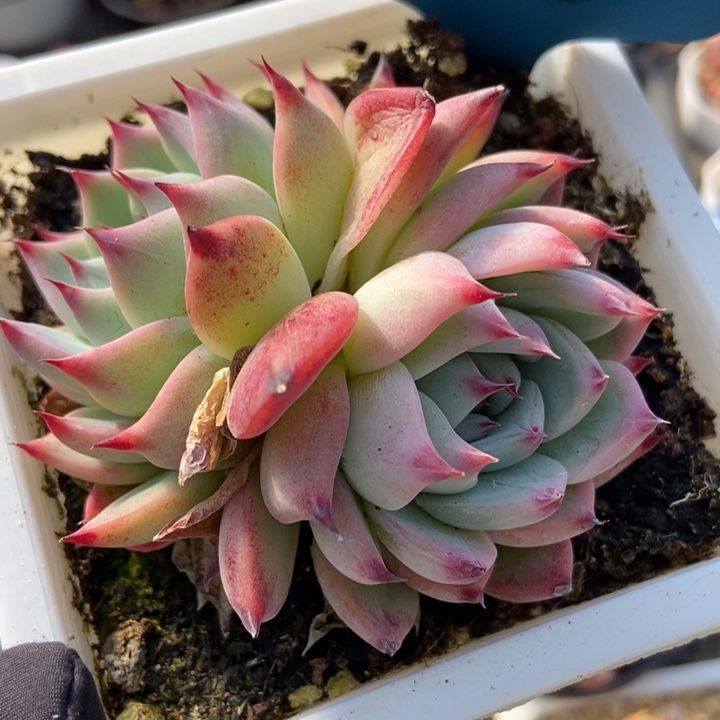 7080多肉植物保护研究所