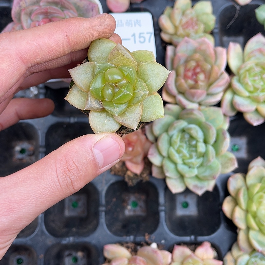 多肉一物一拍11-158