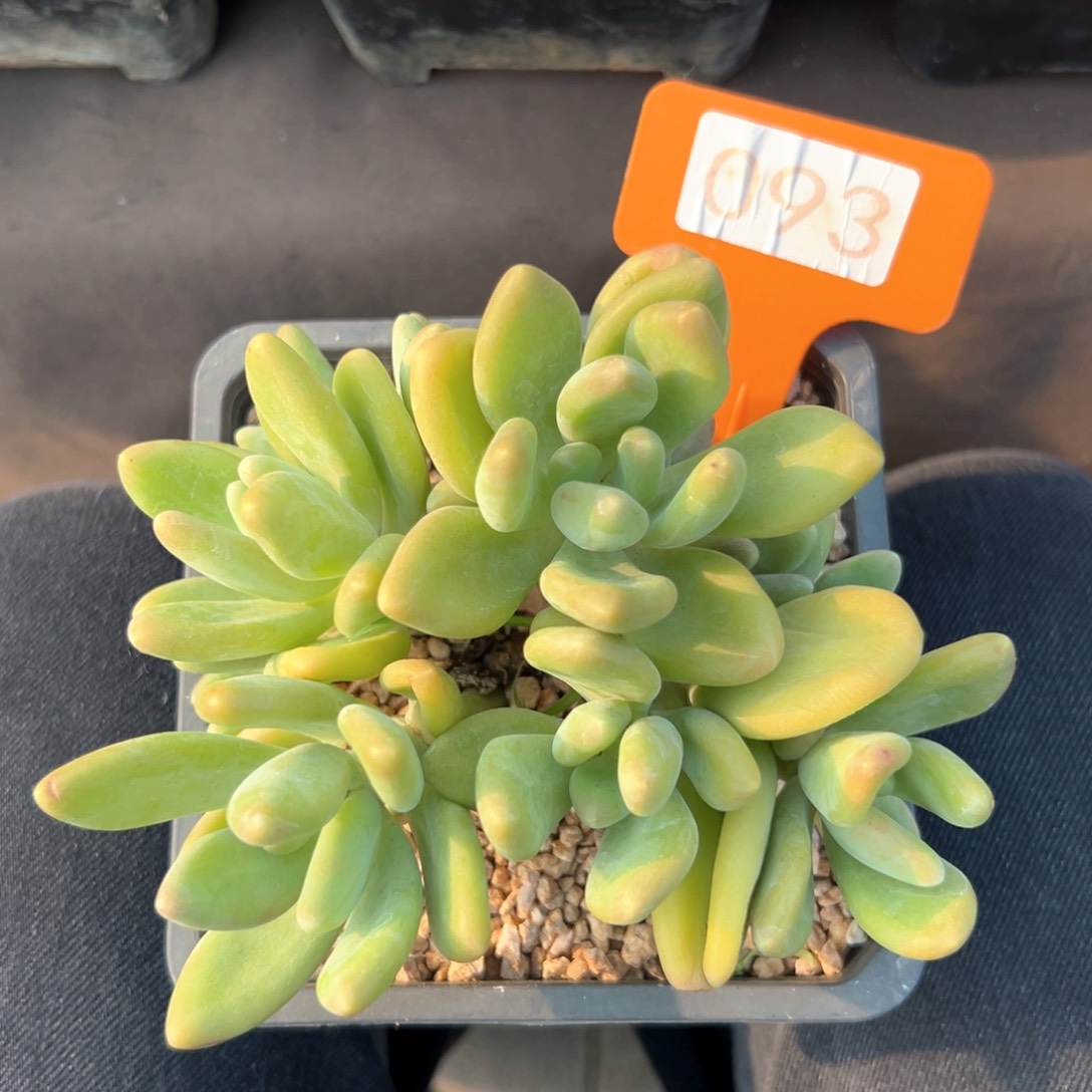 无花朵芒果奶111头1111111111