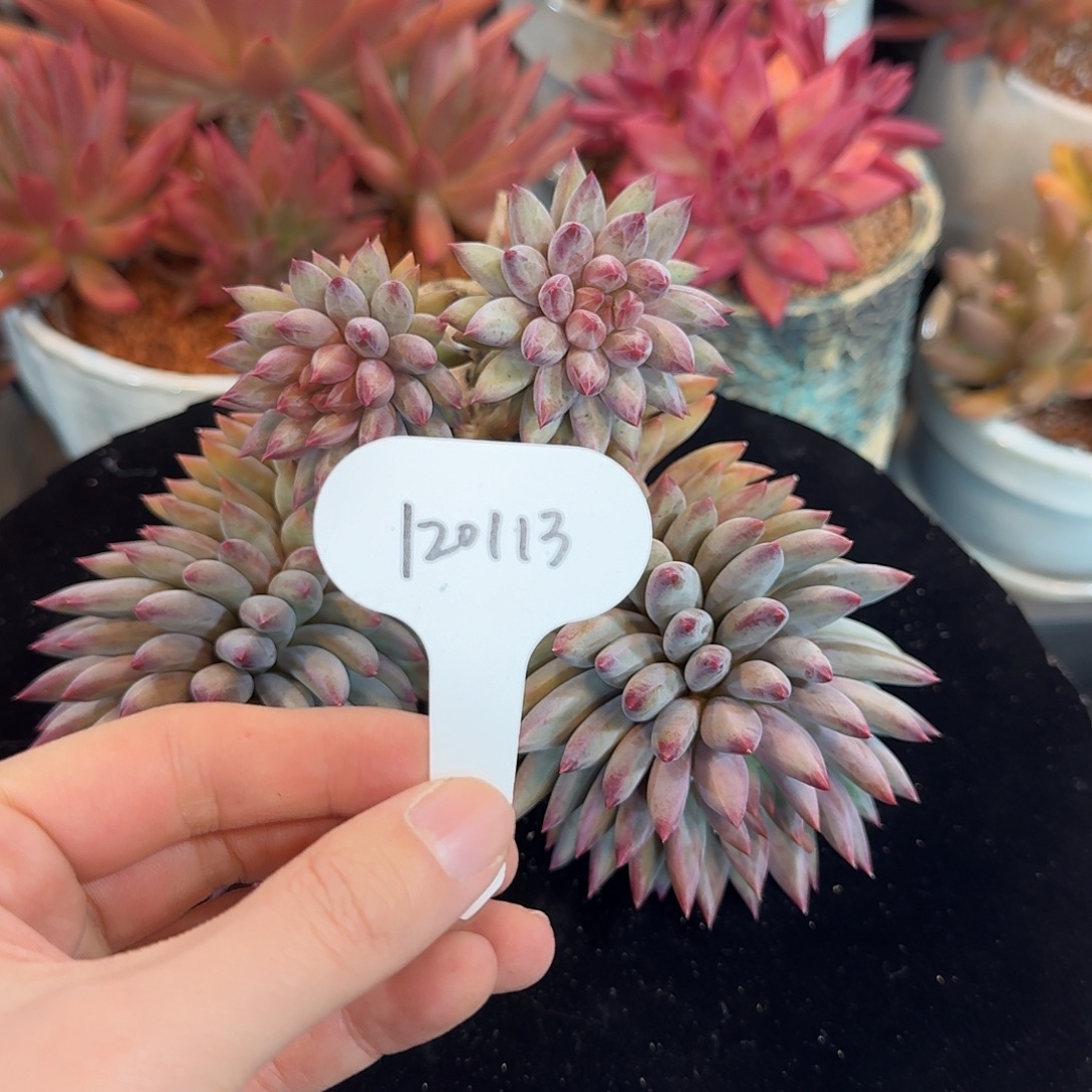 精品多肉植物120113