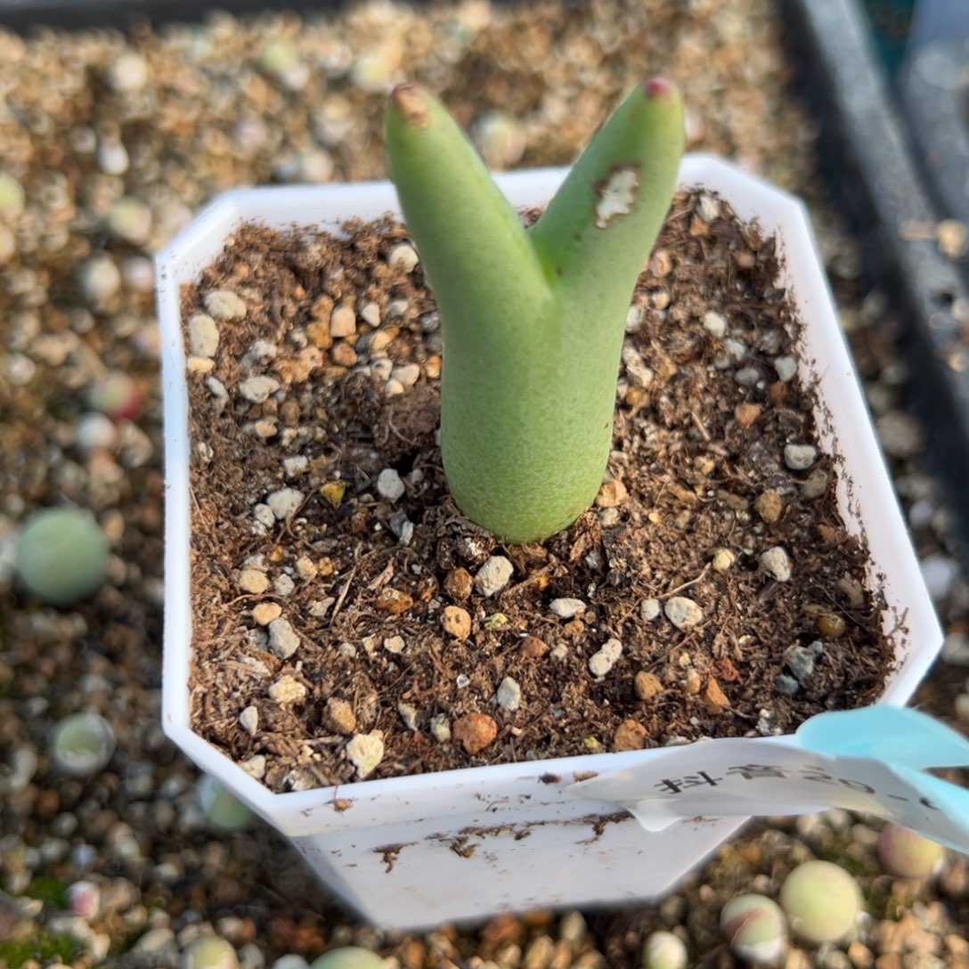 彼***岸29-61肉锥多肉植物，