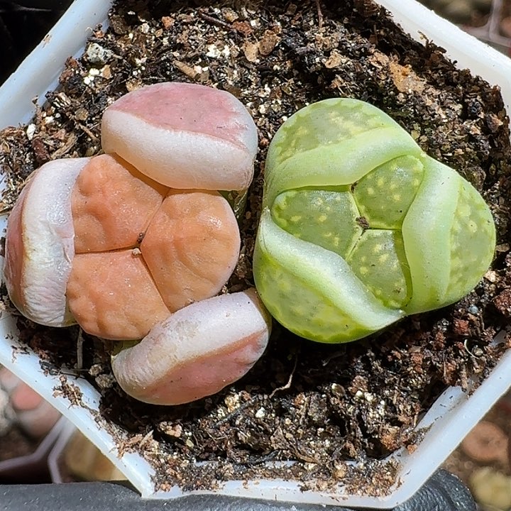 生石花111111。    259