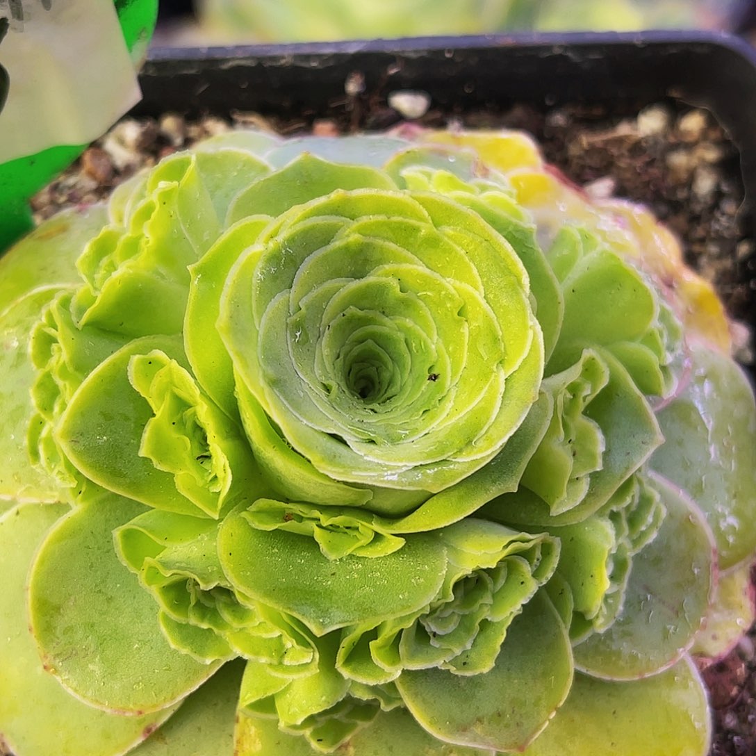 朵丽娅 非偏远包邮 多肉