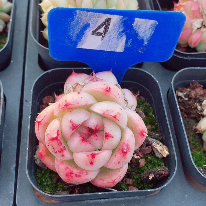 麦秆5.5cm不包整群