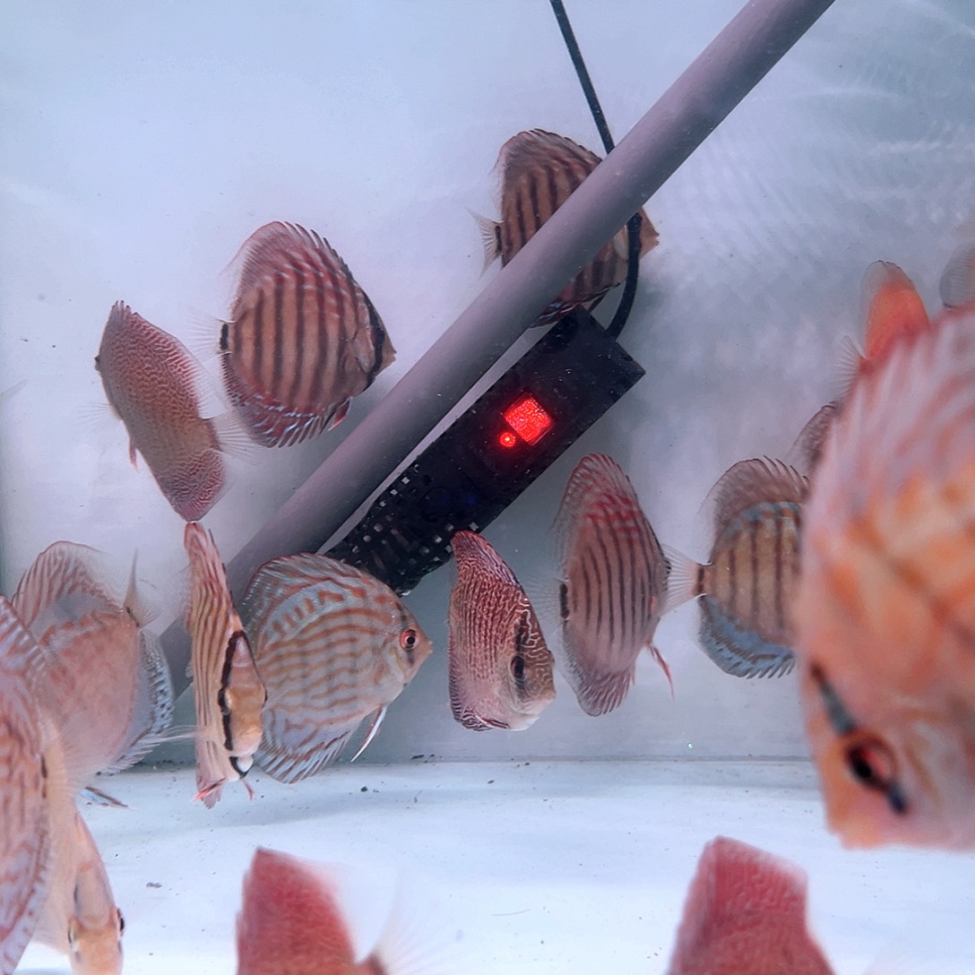 鱼***鱼德松两条肉身6- 7的尺寸