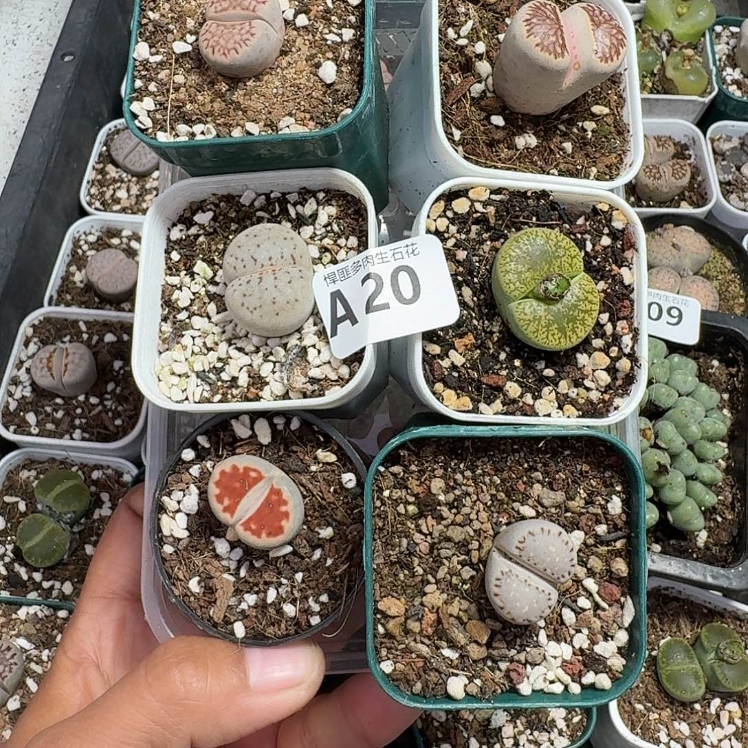 20多肉植物多肉植物