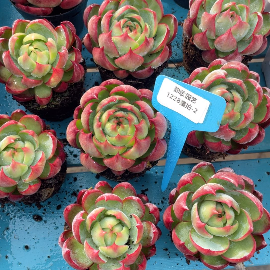 1228-2-内勾惊鸿单头福利一颗量拍