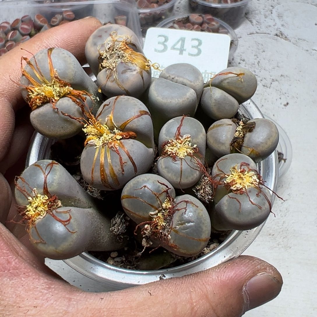 【闪购商品】 343。  长腿
