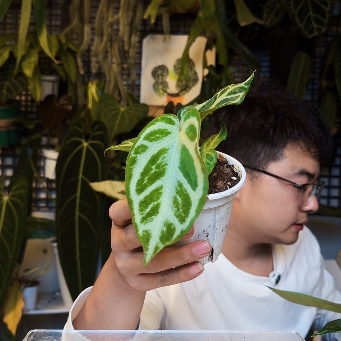 不开花植物S138银刷子