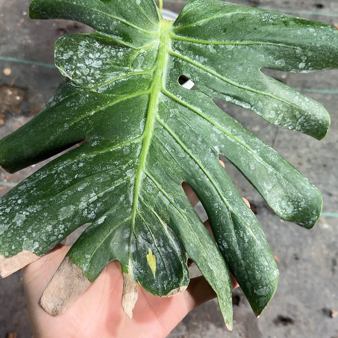 养***乔不开花植物霹雳单叶L5