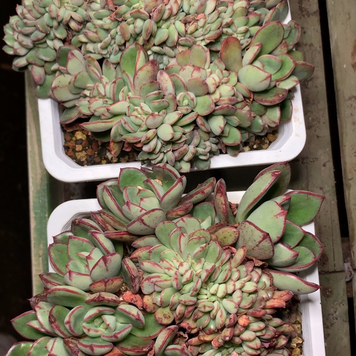 丹尼尔缀化脱土发货