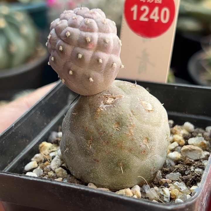 自根双头习志野一棵