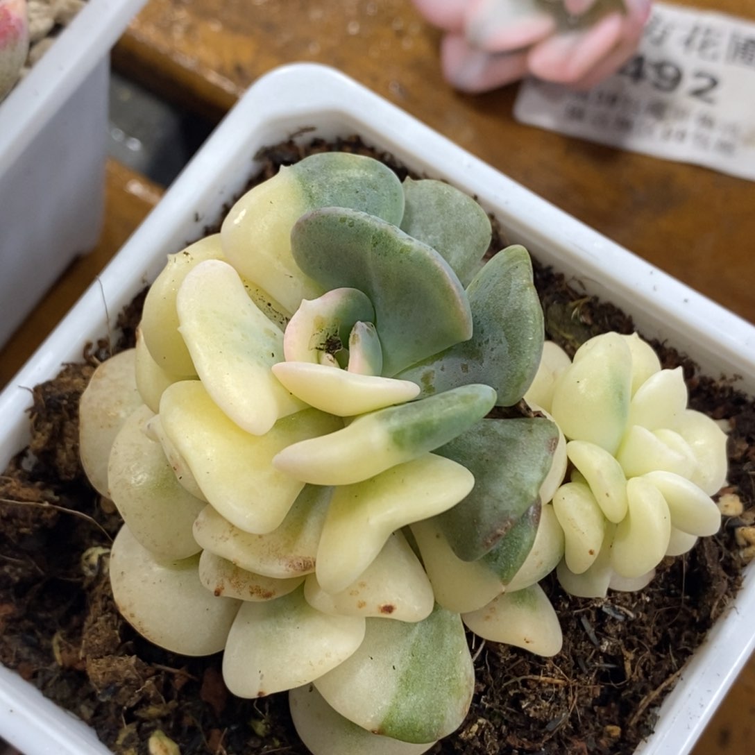 518雪精灵锦双头带根