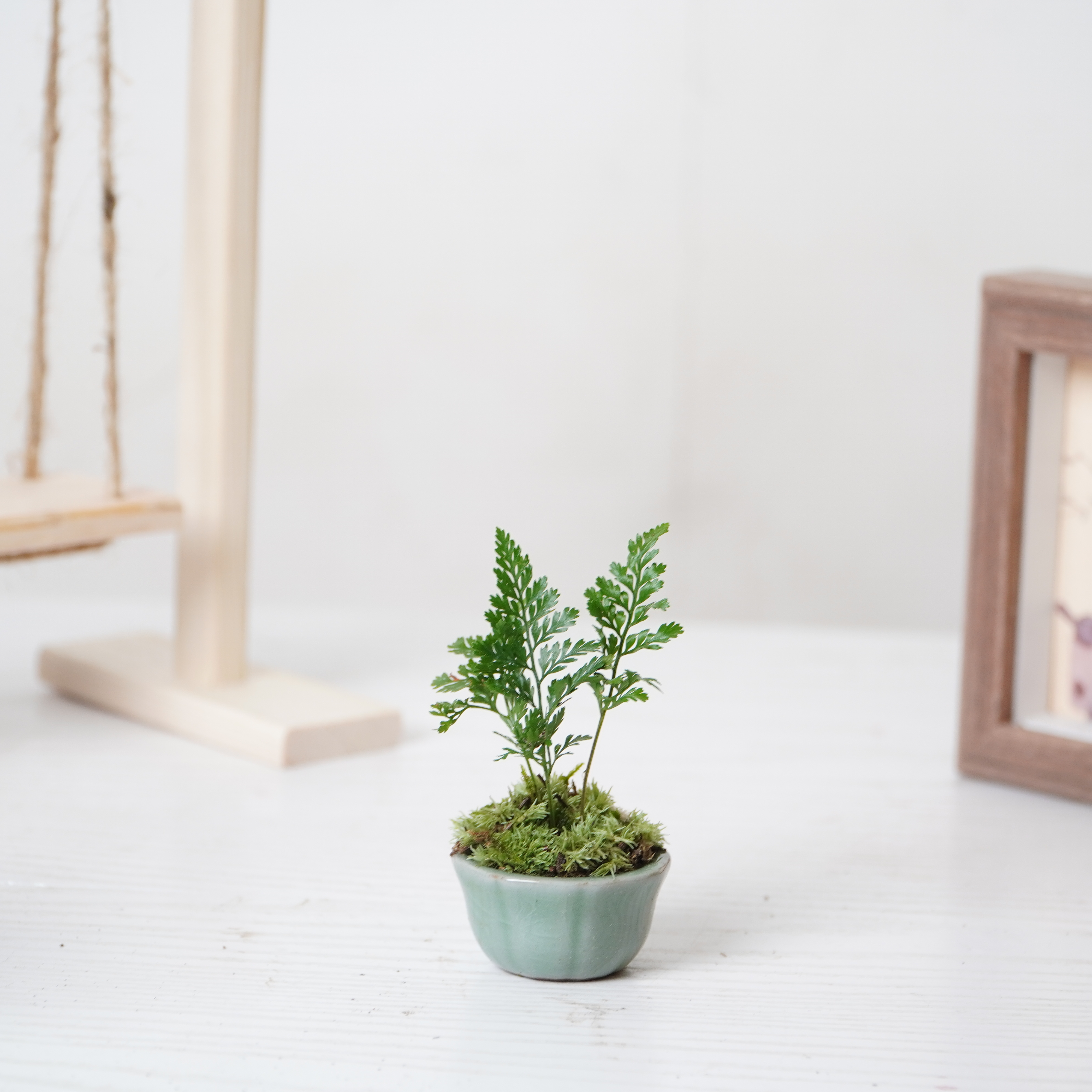 狼尾蕨室内桌面迷你绿植盆栽四季常青好养活