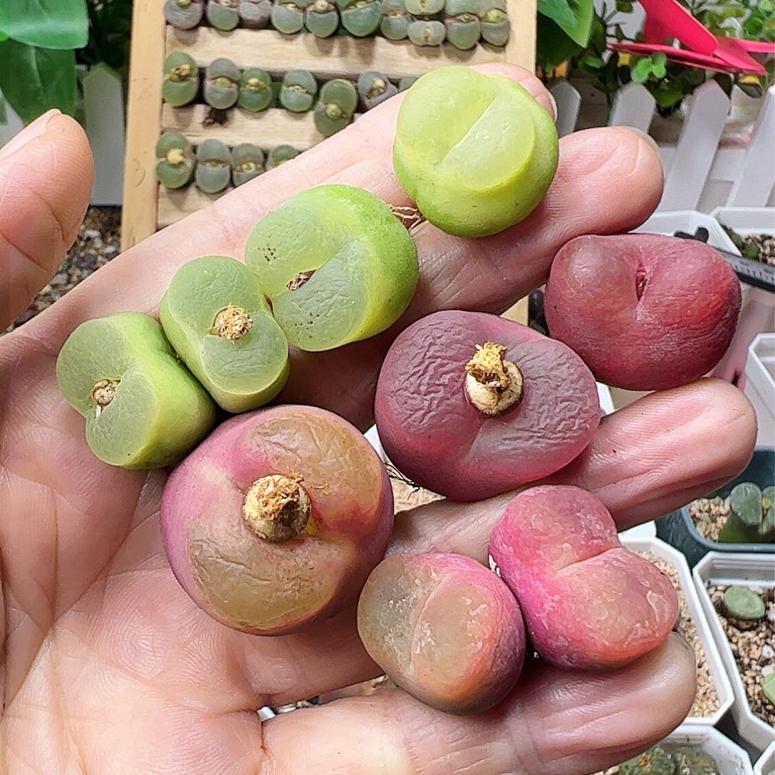 毛哈尼一手包邮……………………