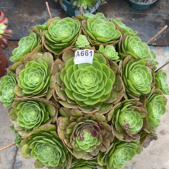 661万圣夜40厘米左右