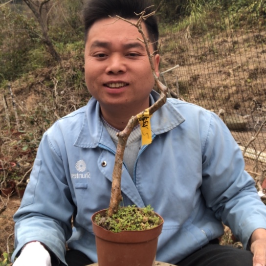 盆景素材盆栽绿植