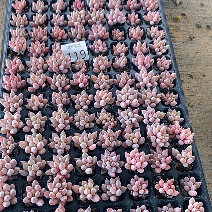 119 多肉植物盆栽花卉植物