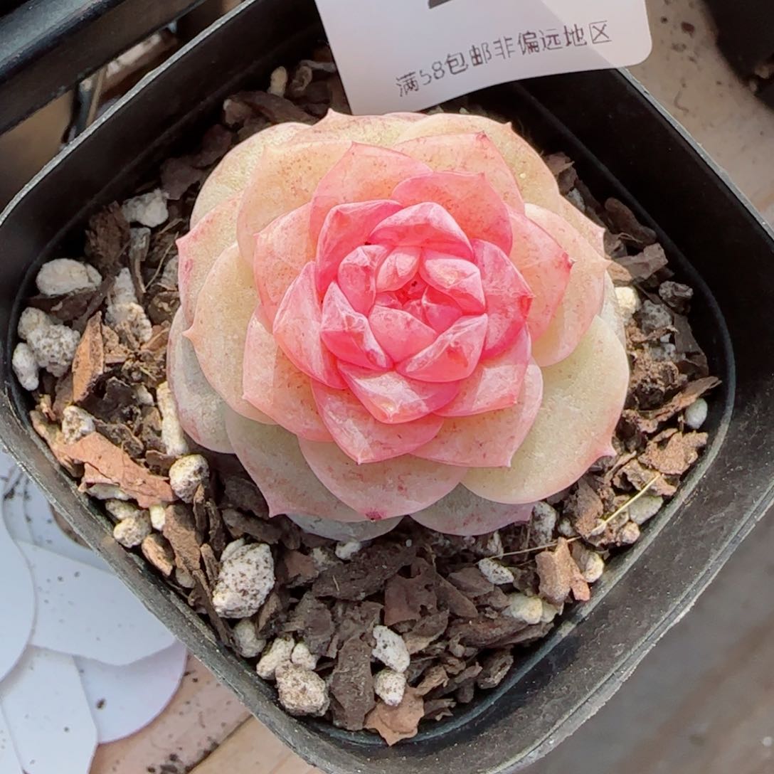 棉花糖，2536多肉植物