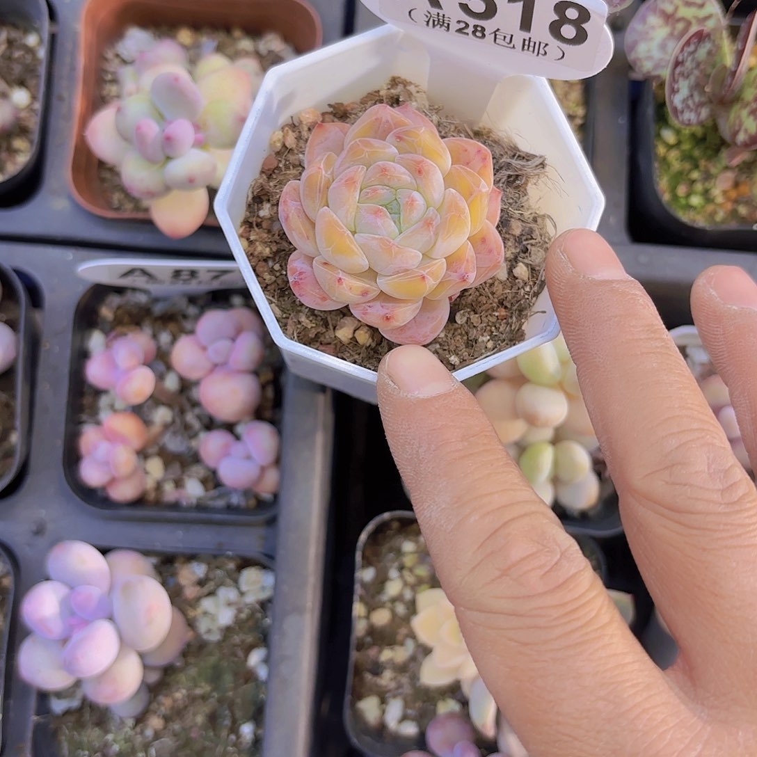 A518珍妮一物一拍