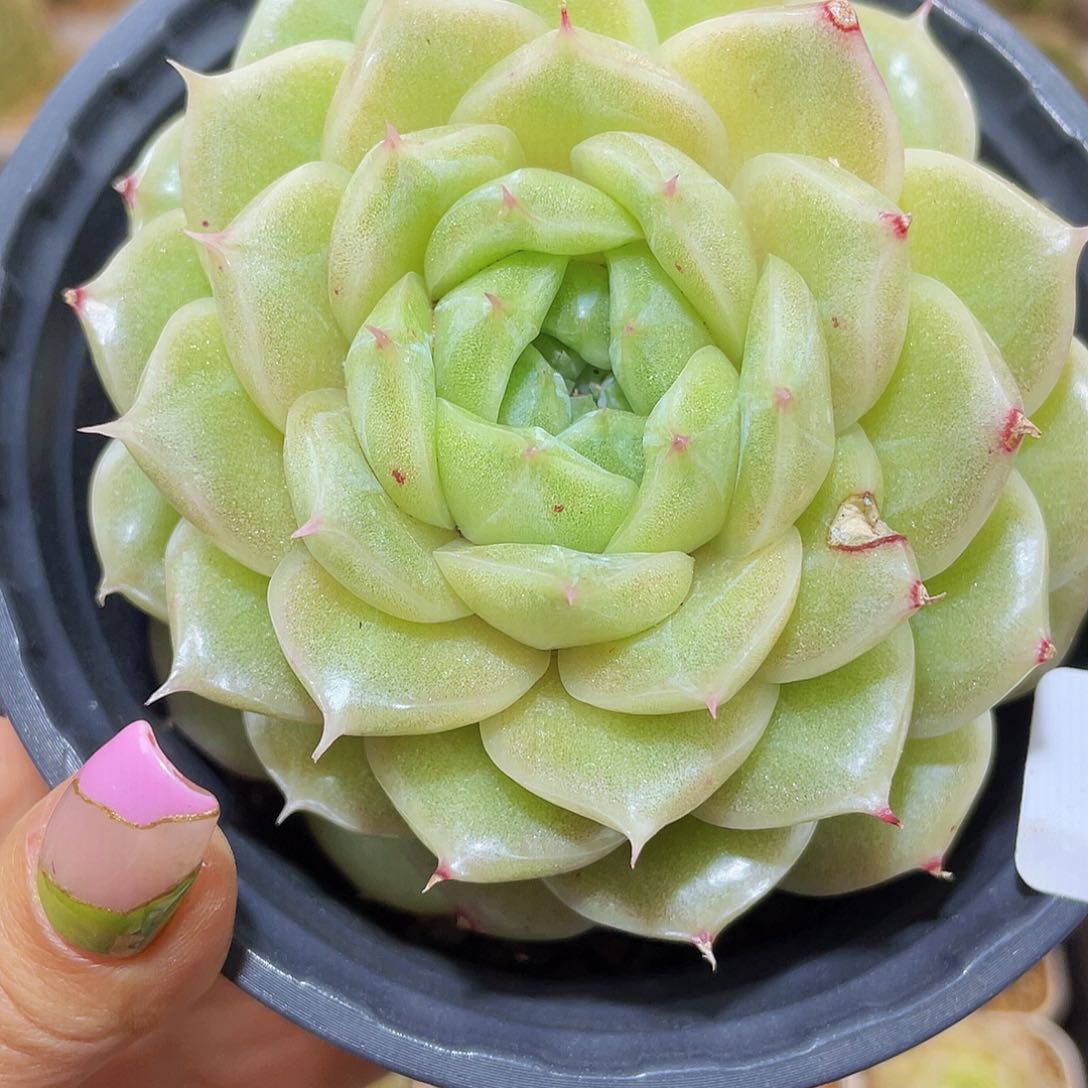 374珍妮母本哈哈哈