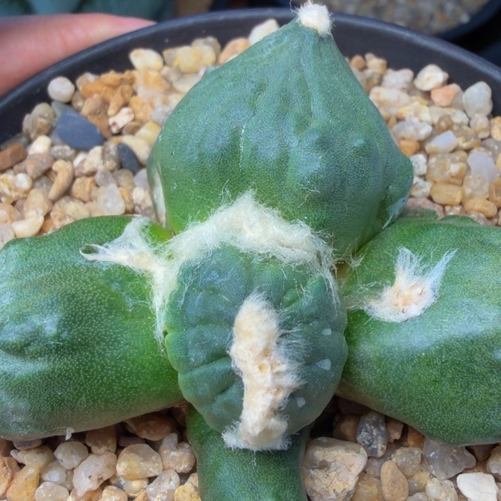 大圆丸尤怒特殊绵羊基因