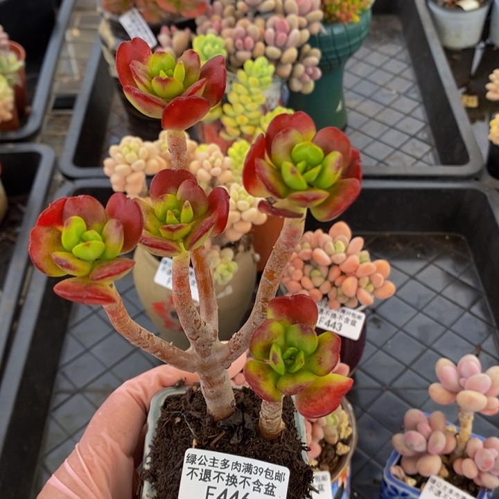 玉树446多肉植物