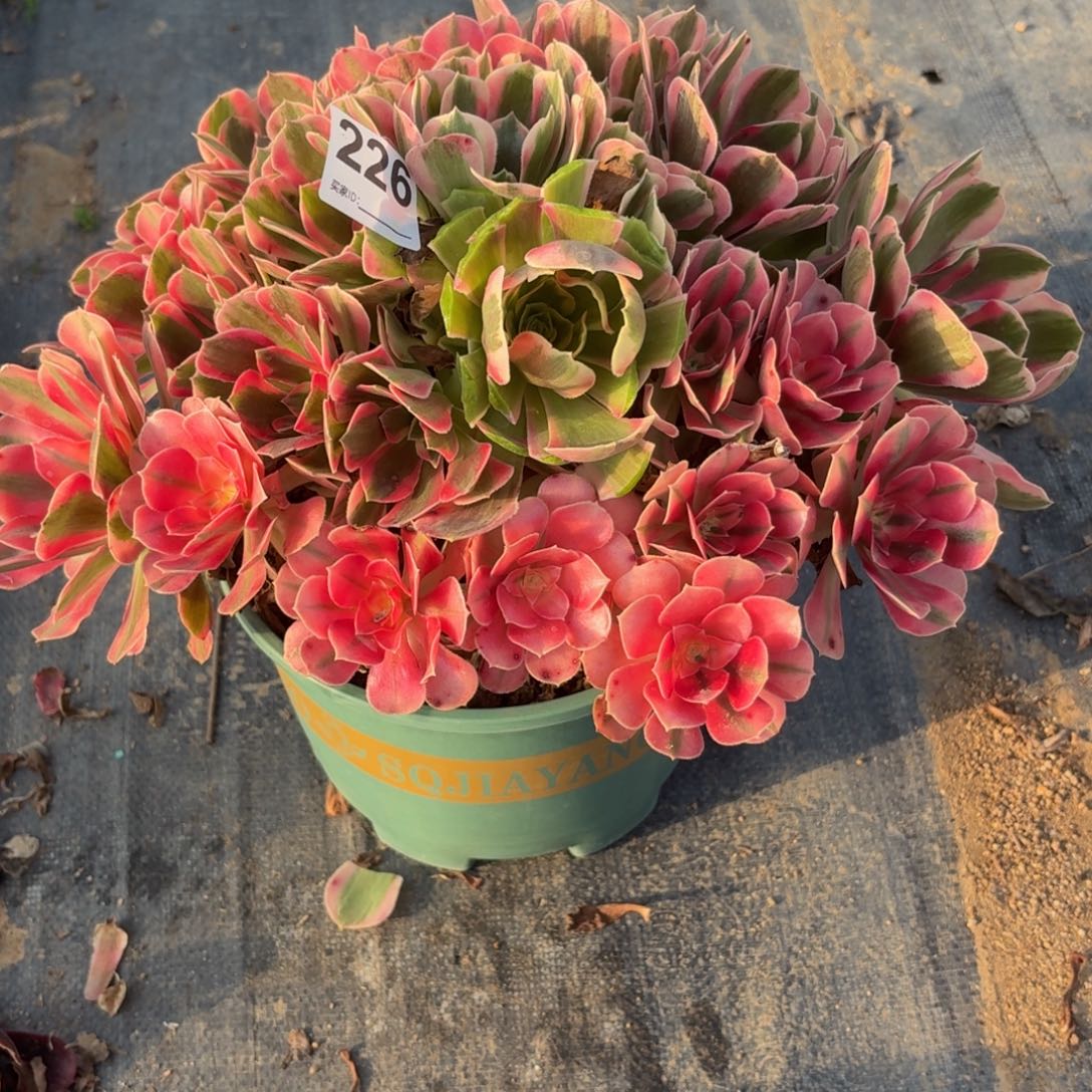 226大女妖多肉植物福利