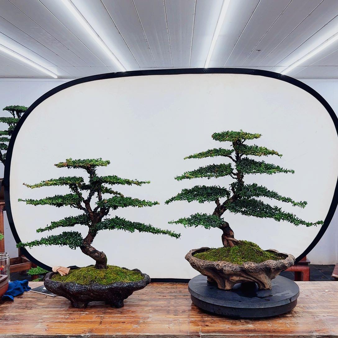 无花朵山****号0000000009900000