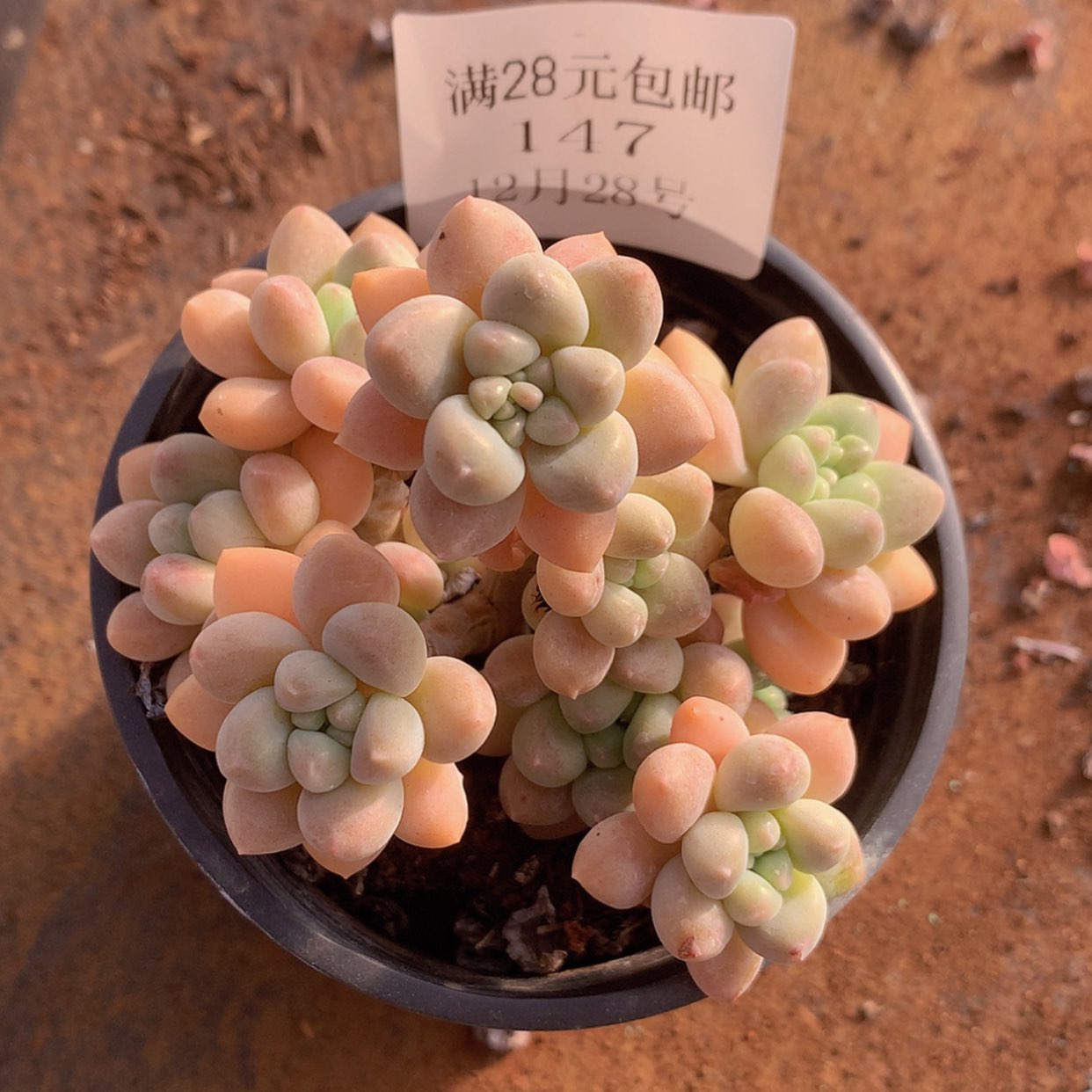 【闪购商品】云147号