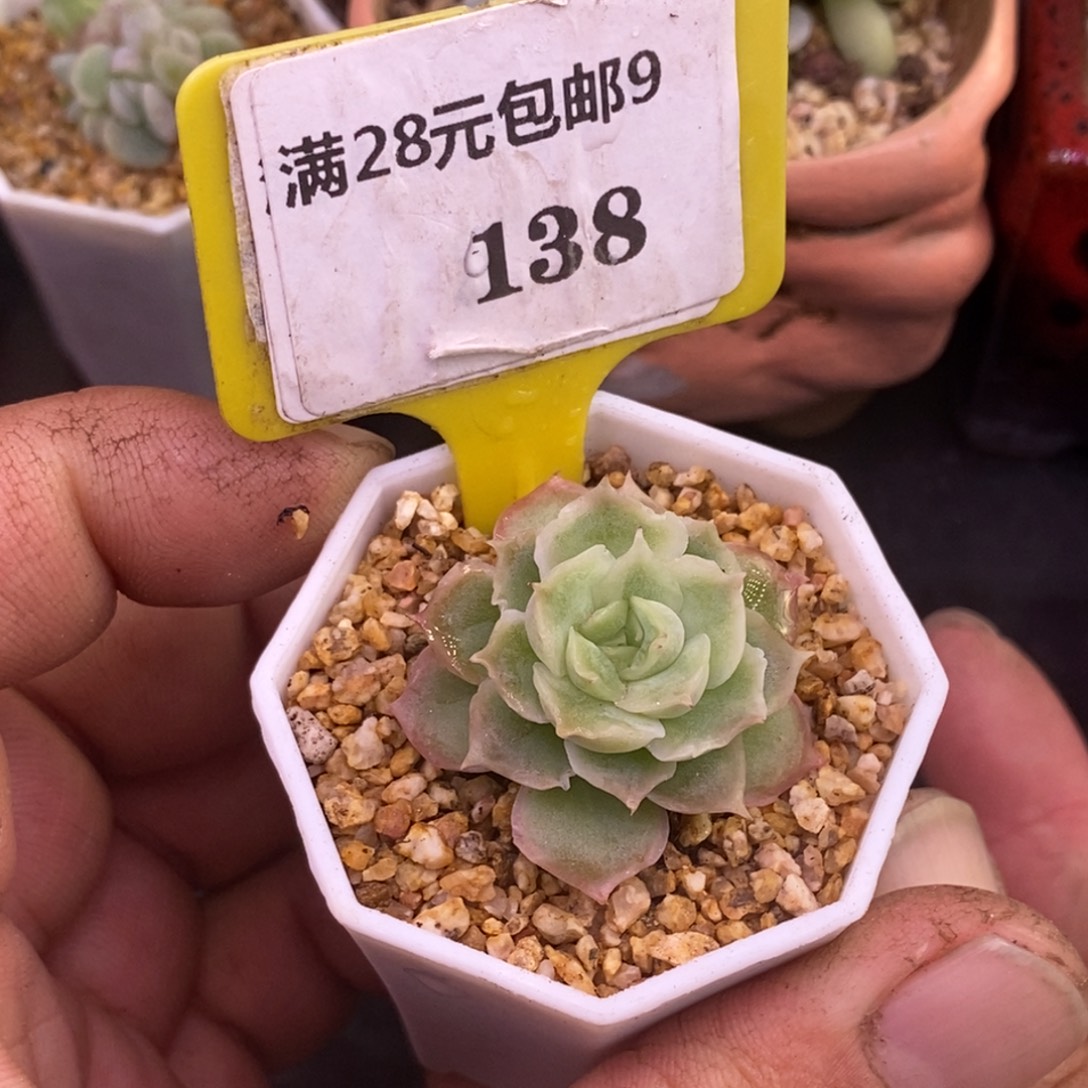 9138水晶虾饺单头福利多肉