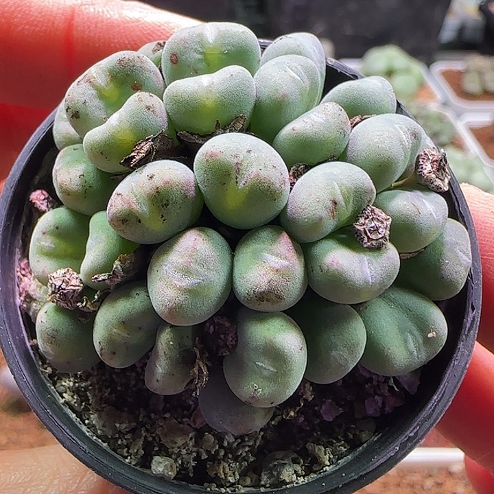 819。              口笛