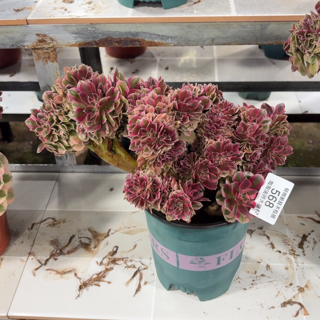 568粉女巫缀化多肉植物法师