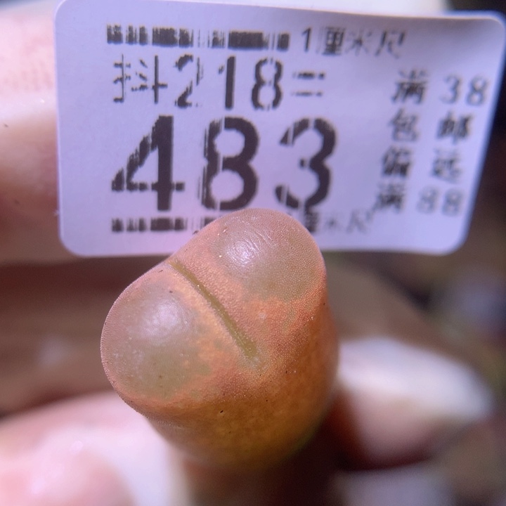 精品生石花218.483