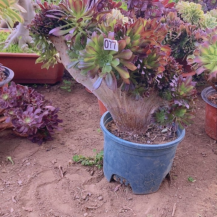 077黑缀化老板子法师缀老