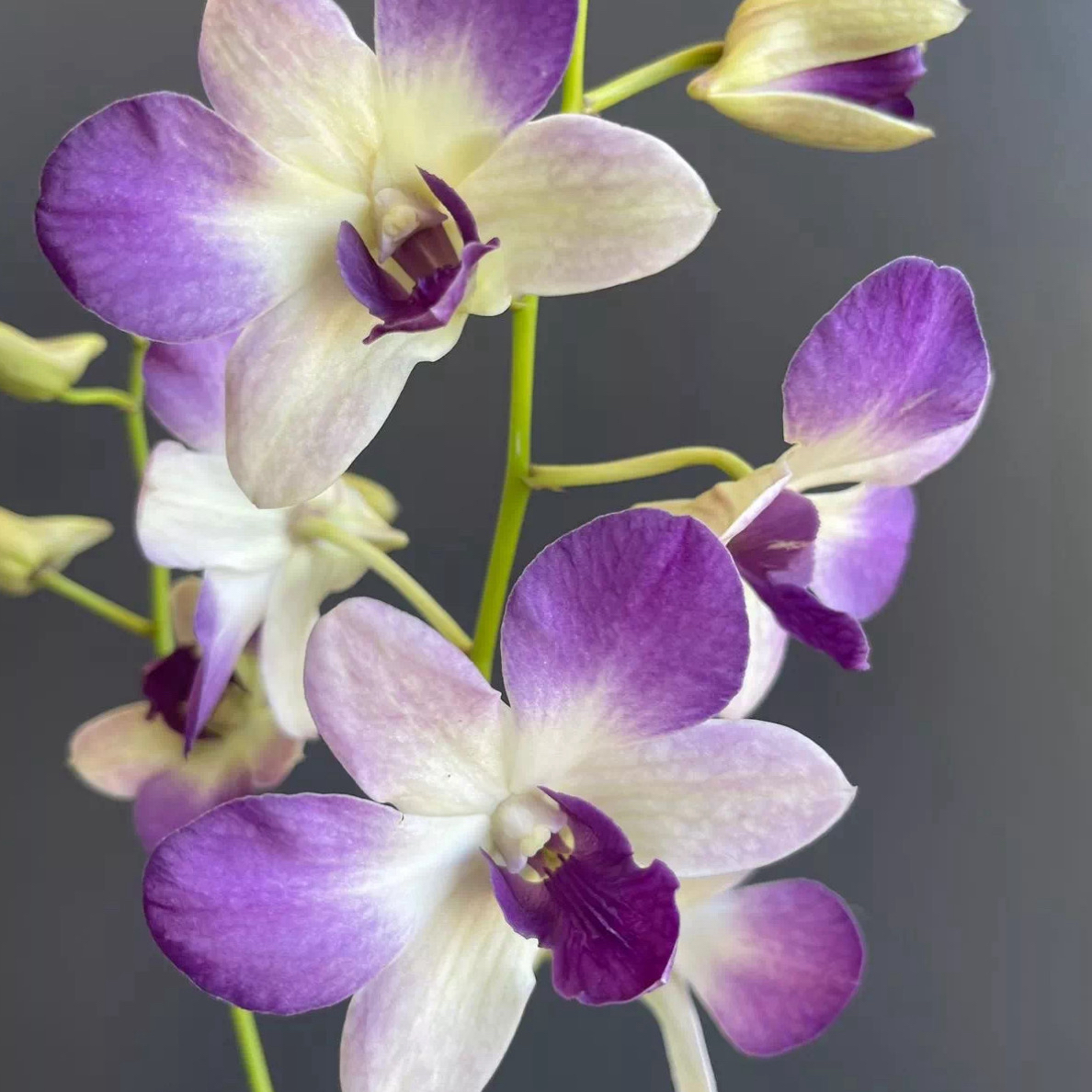 吉瑞花园(紫唇夫人)秋石斛-露台种植苗.养植范围客厅、阳台、书房等