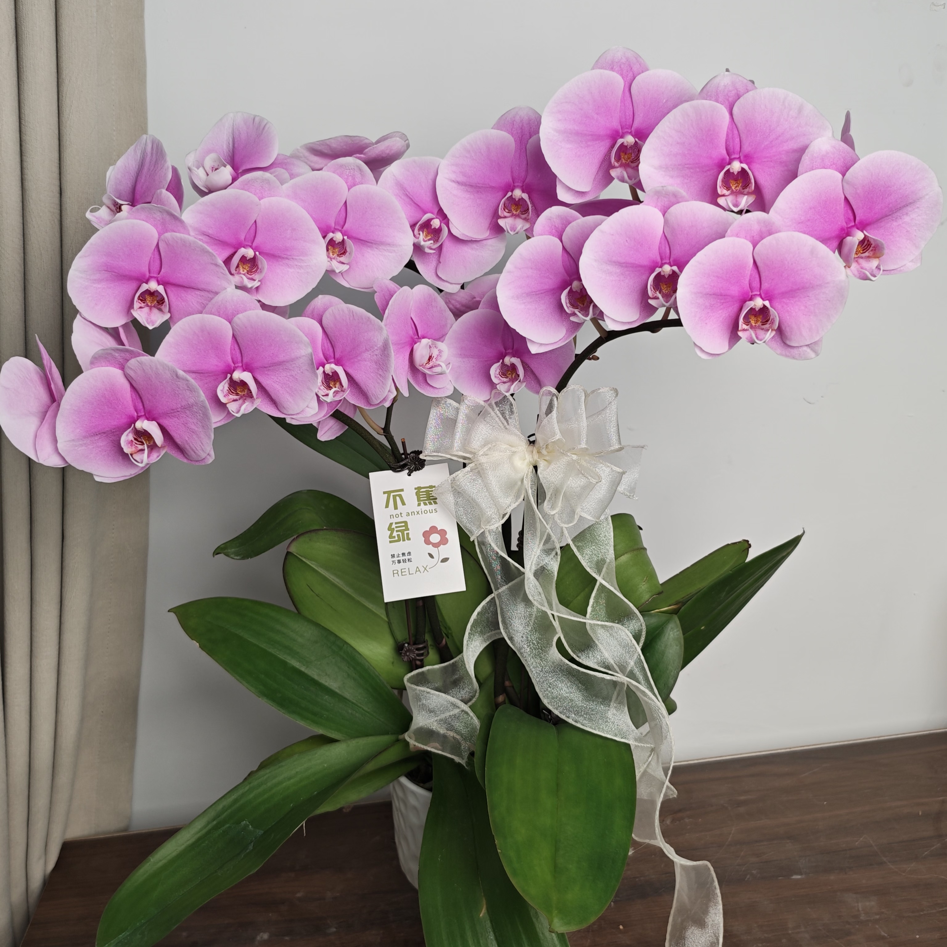 【初恋】蝴蝶兰 稀有粉紫色渐变大花  高端室内花卉-完全开放