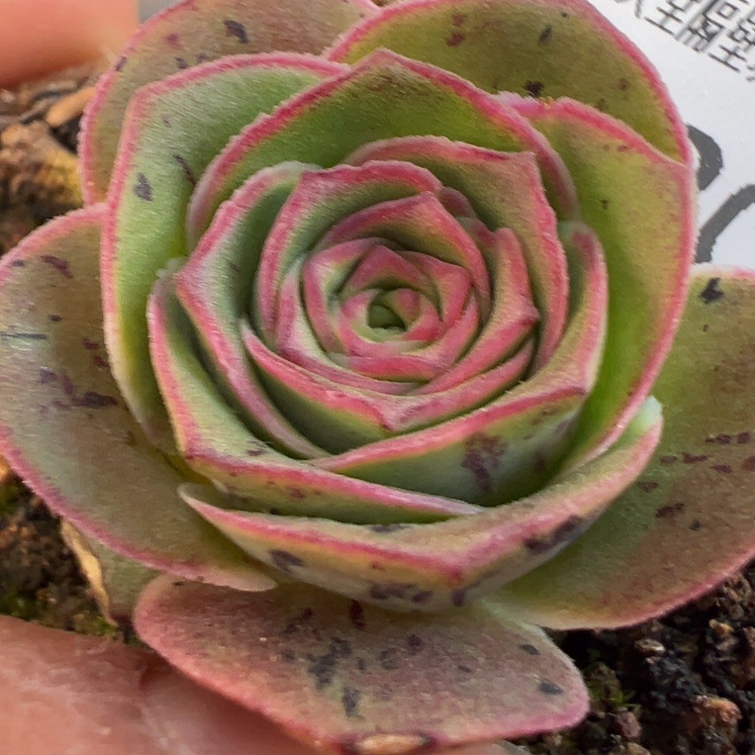 陈陈904开播福利芳华x各种