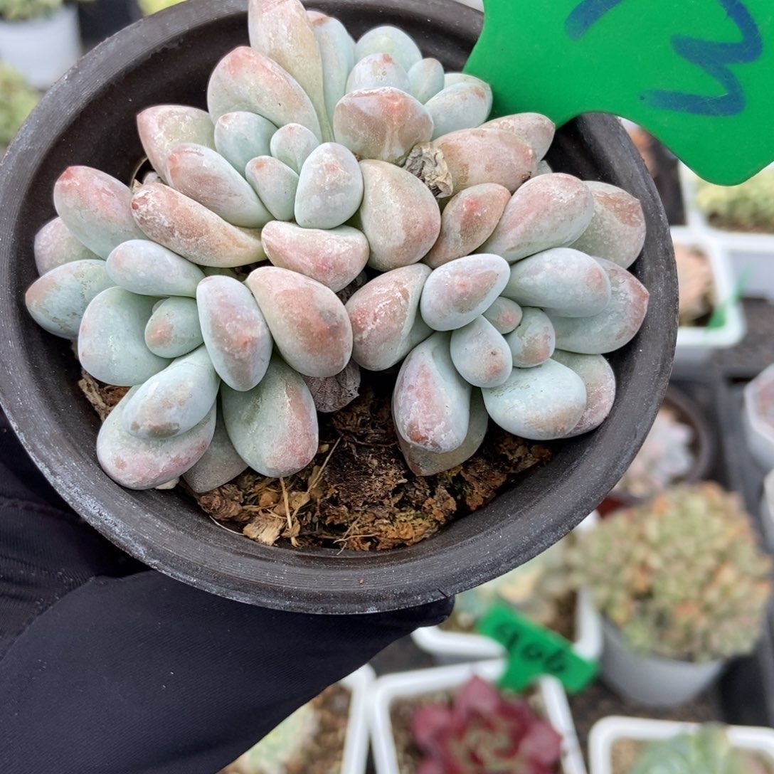 993香水多肉植物服
