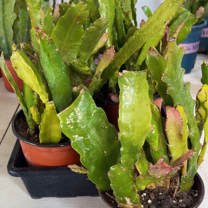 当前无花栽培后可以开花8颗5色带盆带土寄养发肥料