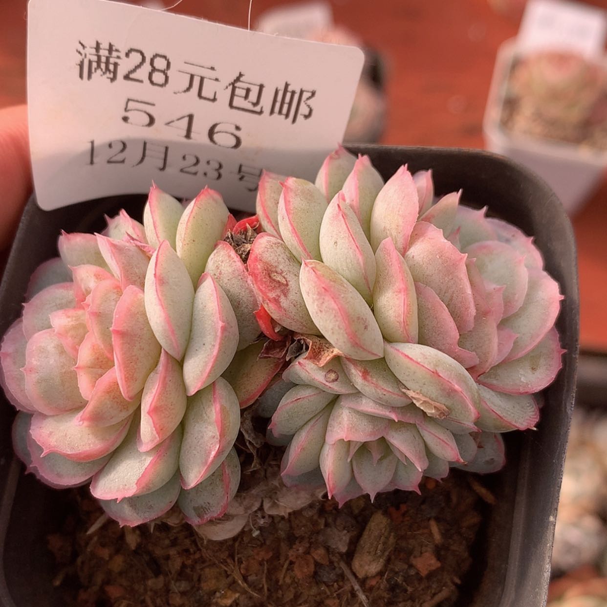 【闪购商品】云546号水晶扇贝