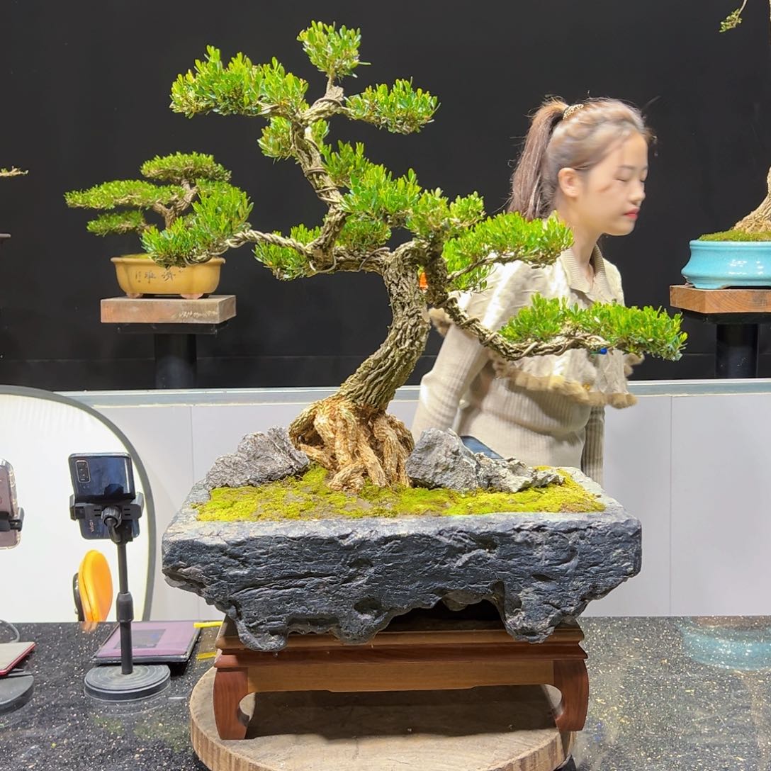 黄杨盆景老桩四季长青