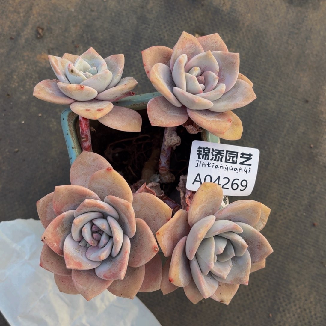 红茶一物一拍4269