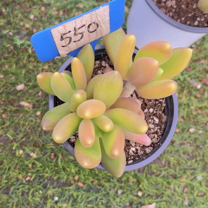 健健康康平平安安