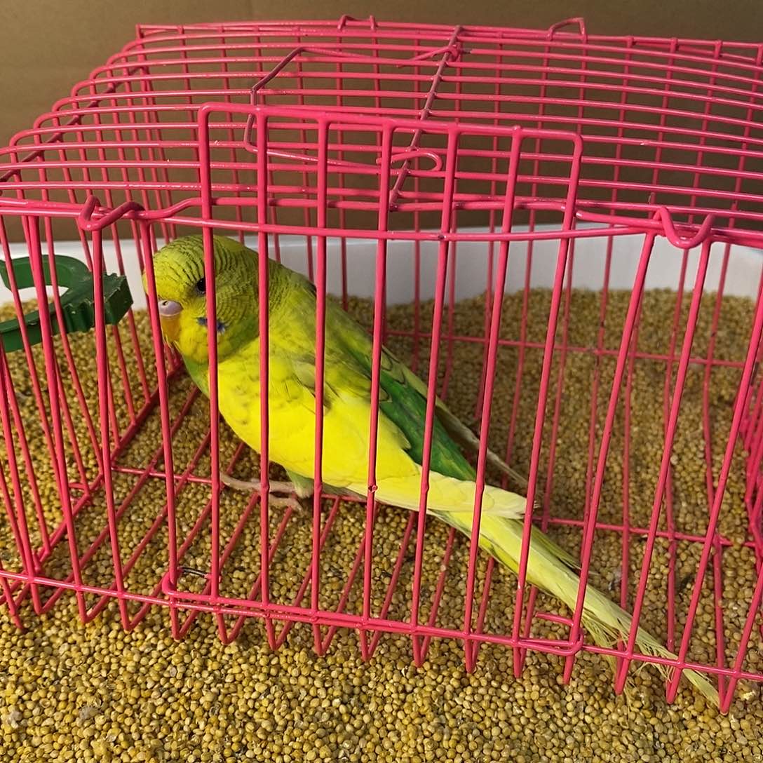 虎皮鹦鹉大头虎皮