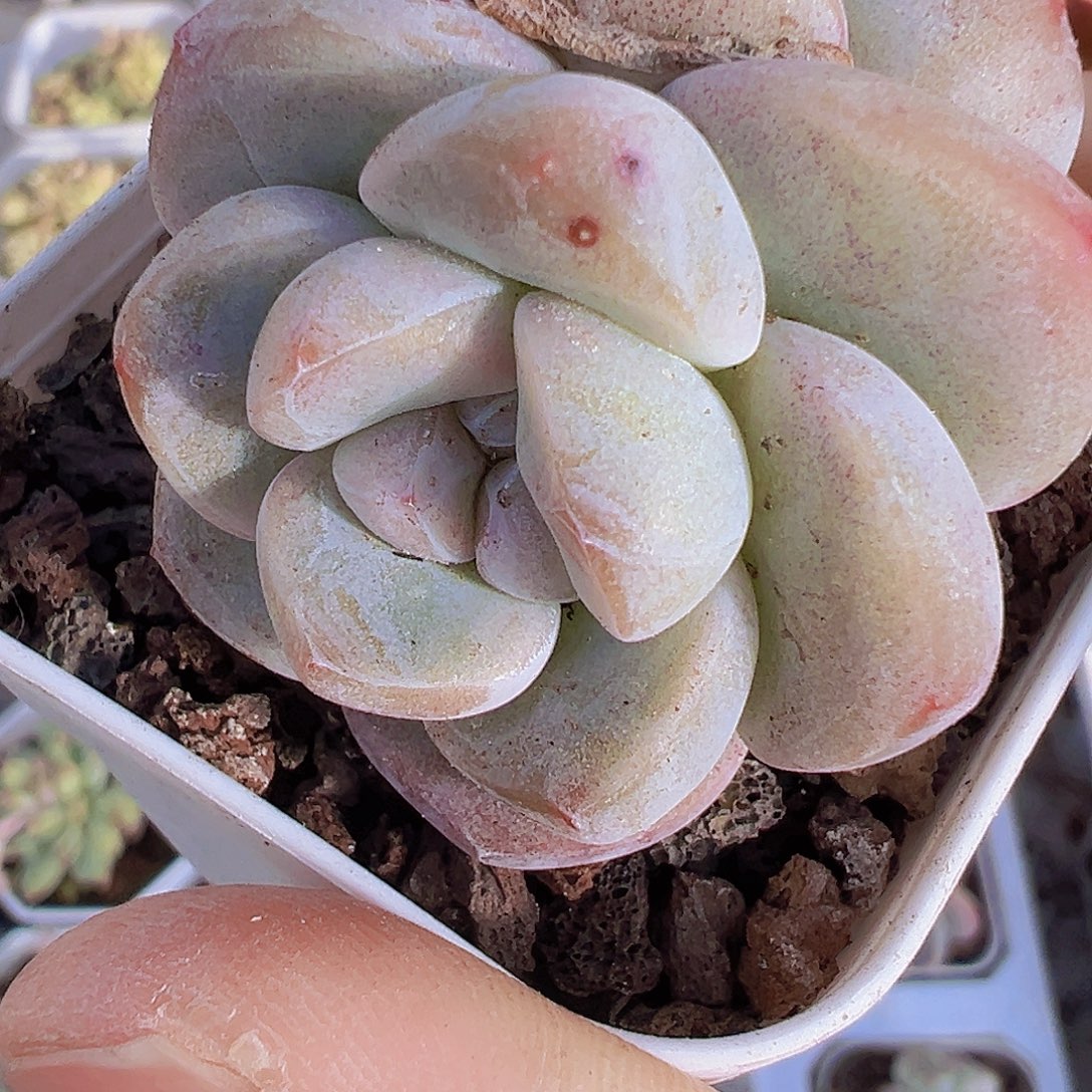 精品冰玉双头3盆19包