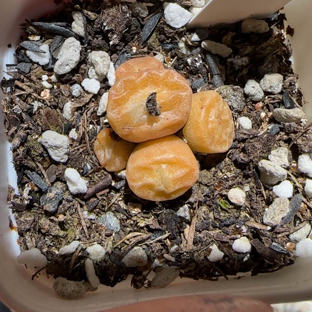 肉锥多肉植物百科-烧卖1653