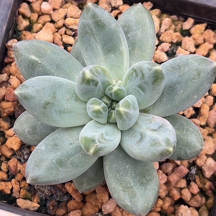 美人特价一一物一拍