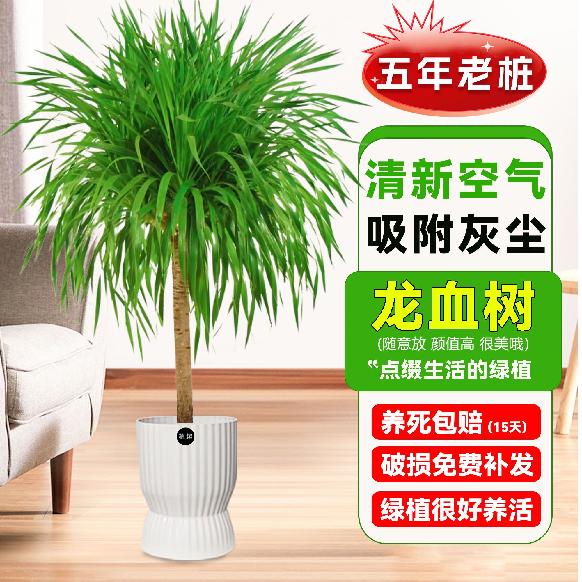 【顺丰京东快递送货上门】1.3-1.5米龙血树盆栽绿植物室内造型老桩